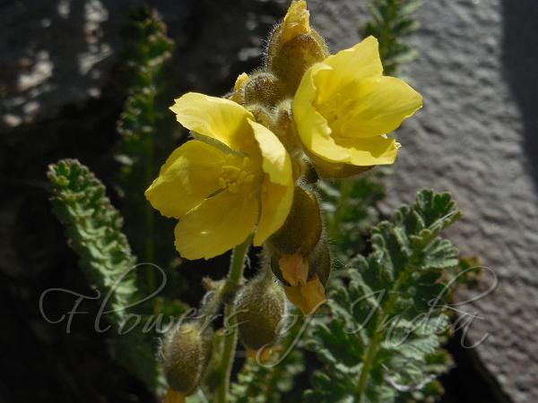 Fragrant Yellow Geranium